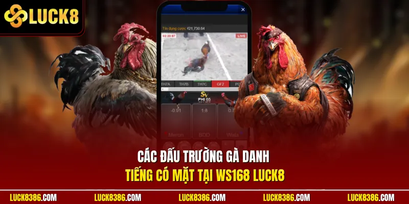 Các đấu trường gà danh tiếng có mặt tại WS168 Luck8