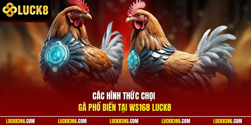 Các hình thức chọi gà phổ biến tại WS168 Luck8