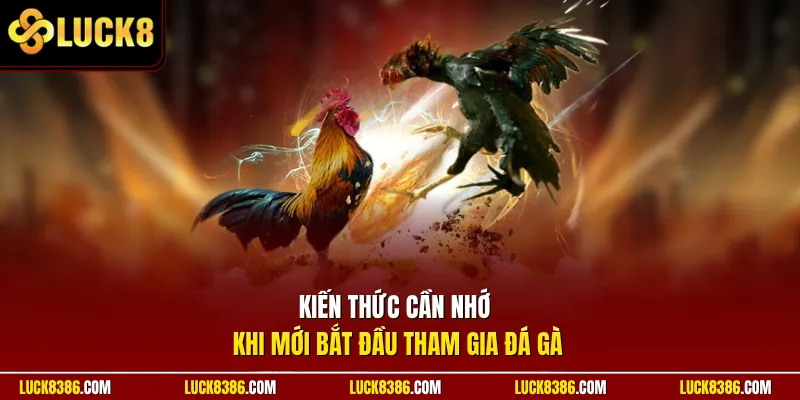 Kiến thức cần nhớ khi mới bắt đầu tham gia đá gà
