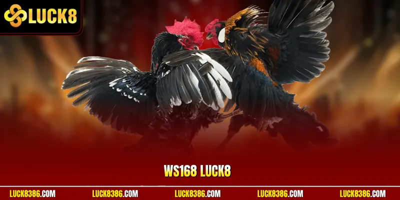 WS168 | Trường Gà Quốc Tế Mở Suốt 18 Giờ – Theo Dõi Full HD